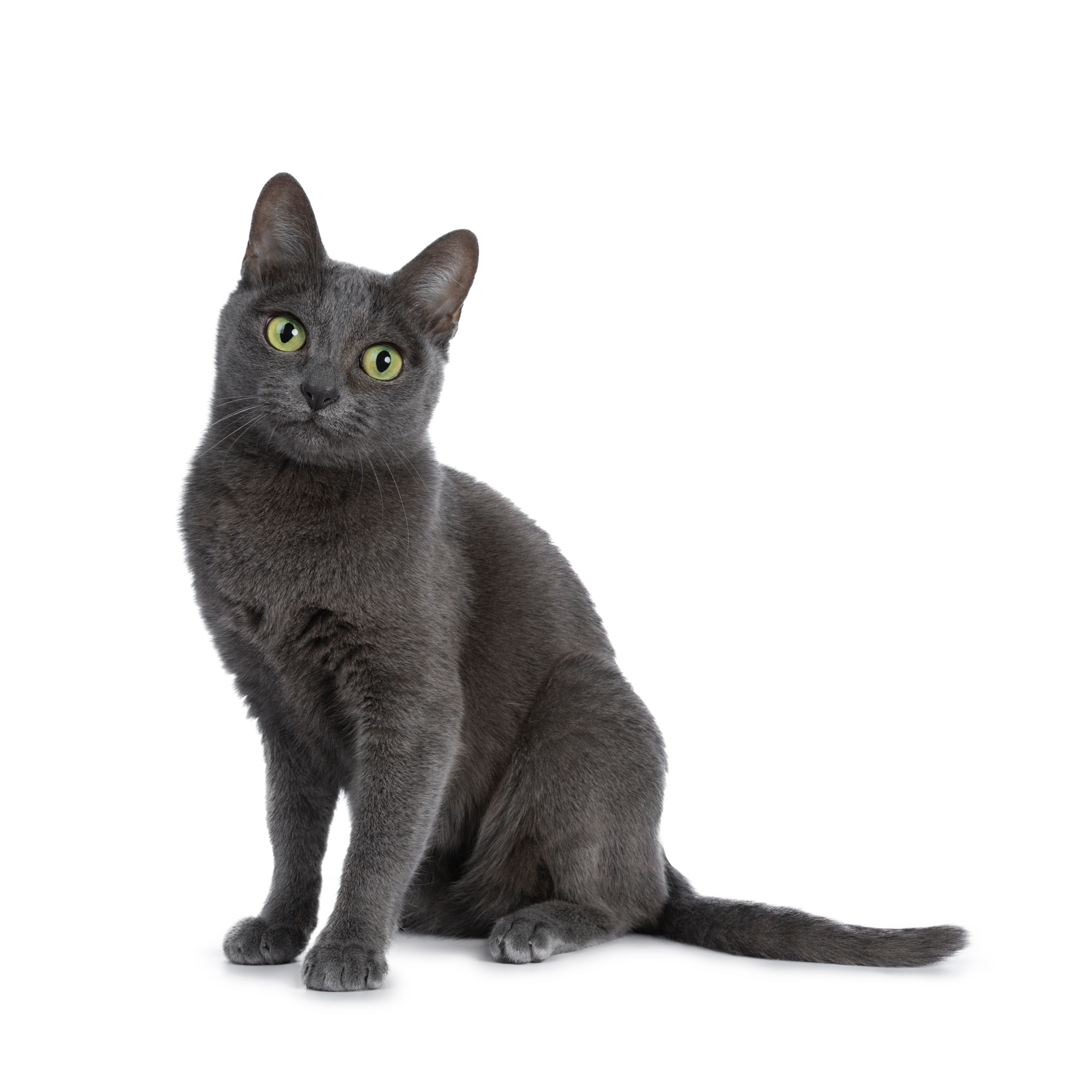 Korat Wurf.jpg
